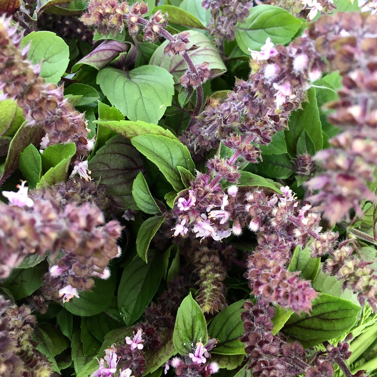 African Blue Basil