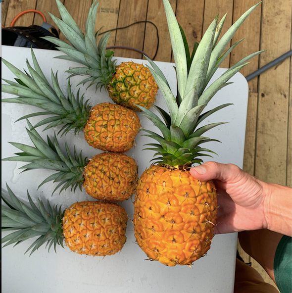 Elite Gold Pineapple