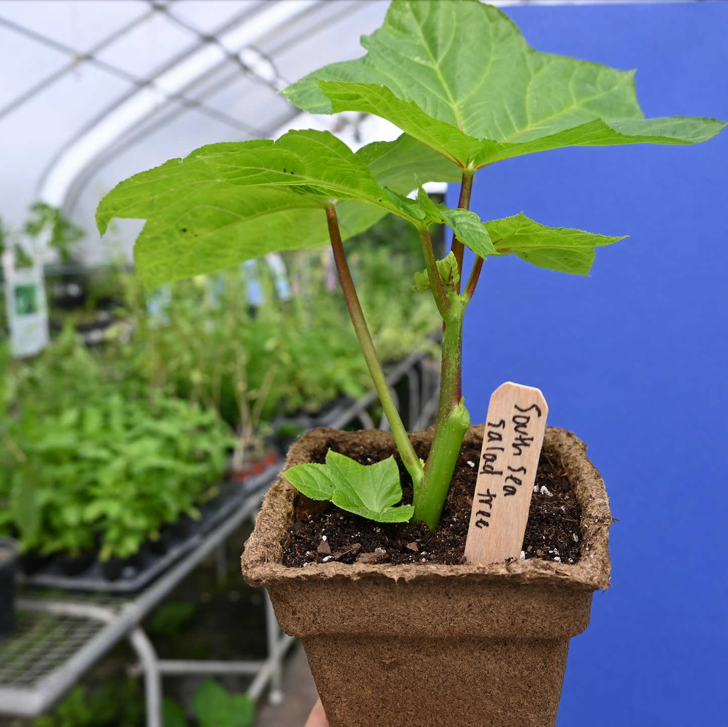 "Auntie Lillis" South Sea Salad Tree