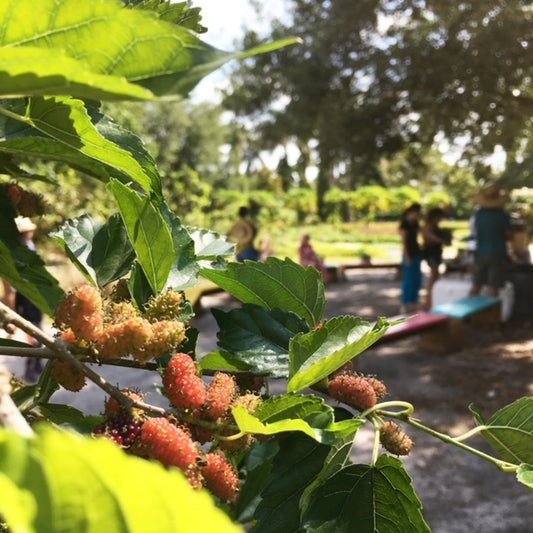 Dwarf Everbearing Mulberry Tree