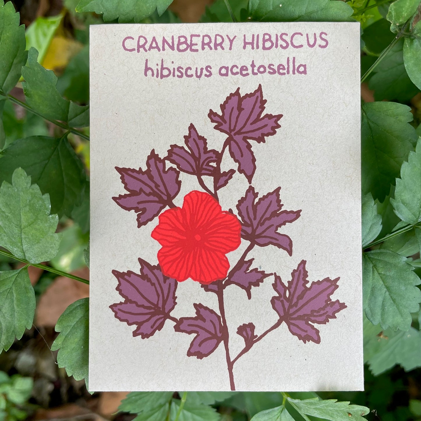 Cranberry Hibiscus (hibiscus acetosella) 10 seeds