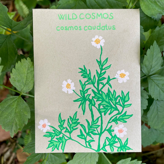 Wild Cosmo (cosmos caudatus) 30 seeds