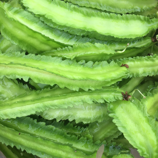 Winged Bean, Day Neutral