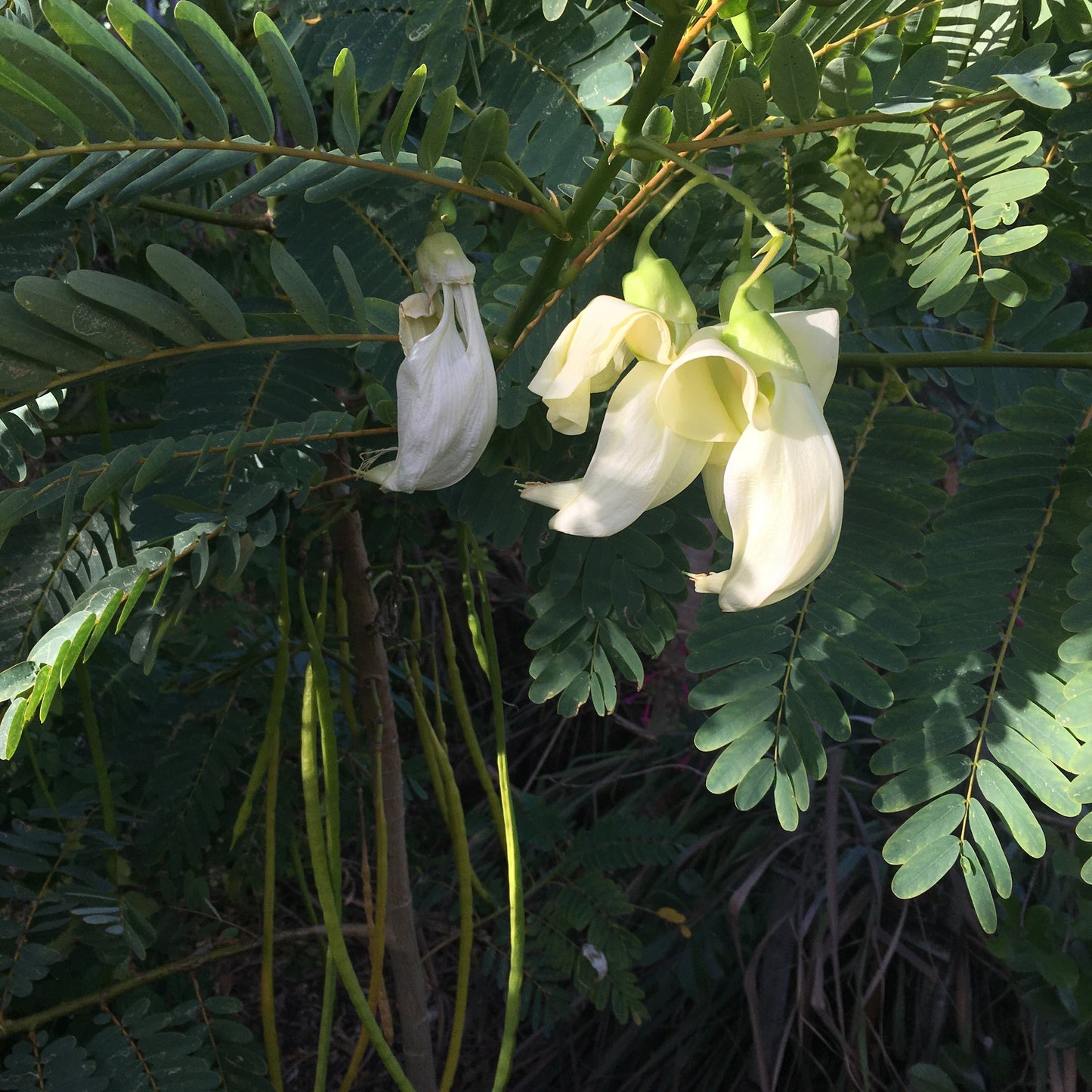 White Hummingbird Tree (sesbania grandiflora) 30 seeds