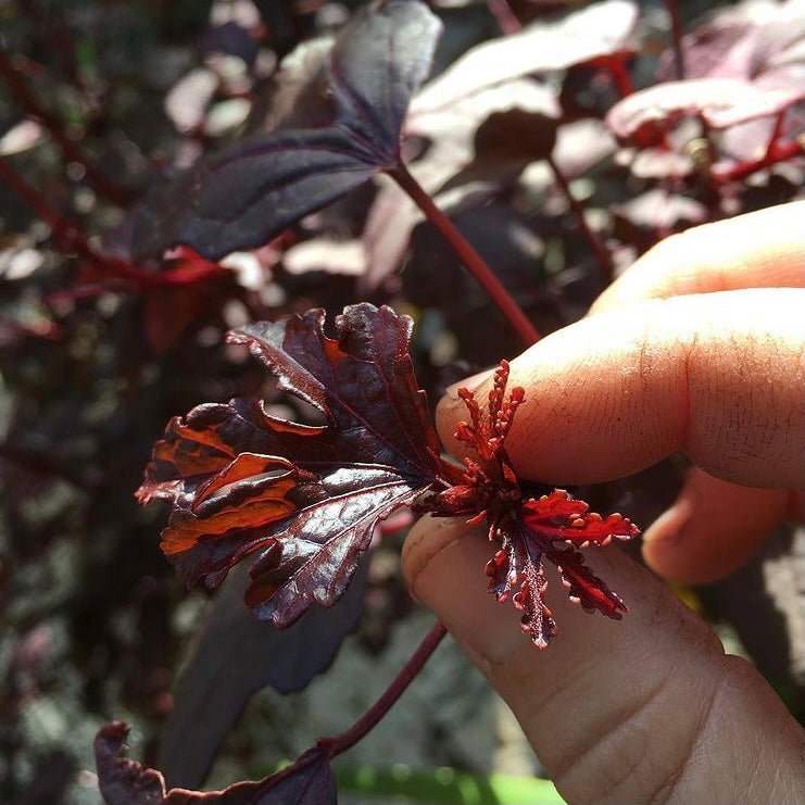Cranberry Hibiscus