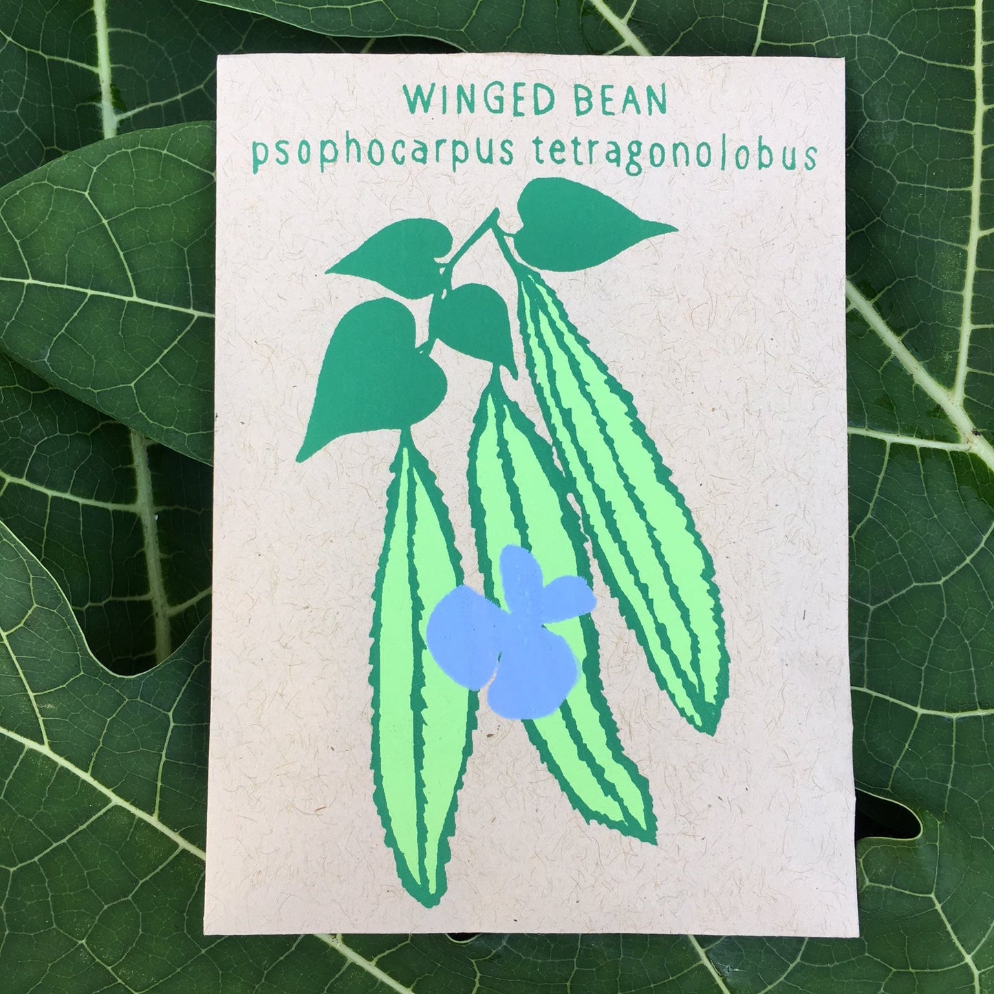 Winged Bean, Day Neutral (psophocarpus tetragonolobus) 20 seeds