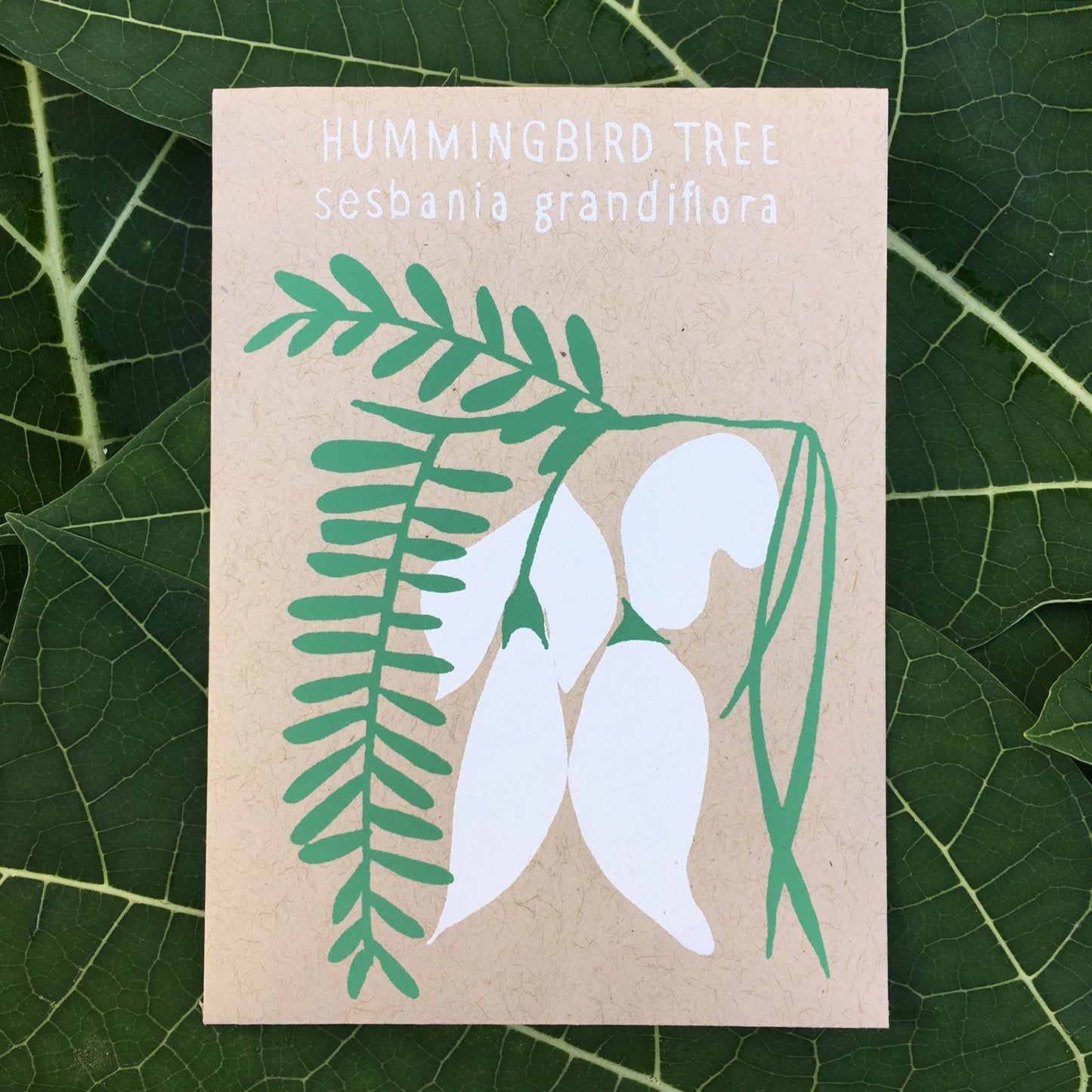 White Hummingbird Tree (sesbania grandiflora) 30 seeds