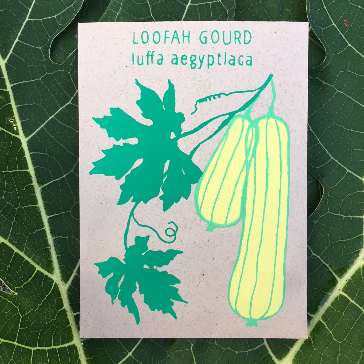 Luffah Gourd (luffa aegyptiaca) 30 seeds