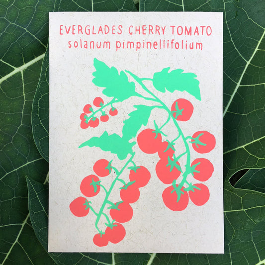 Everglades Cherry Tomato (solanum pimpinellifolium) 30 seeds