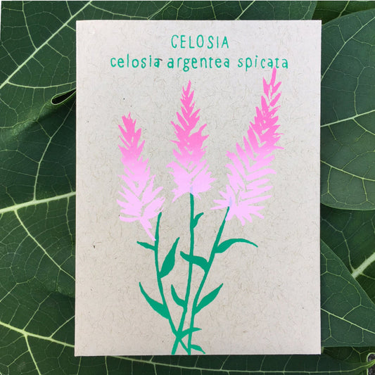 Celosia Amaranth (celosia argentea spicata) 100 seeds