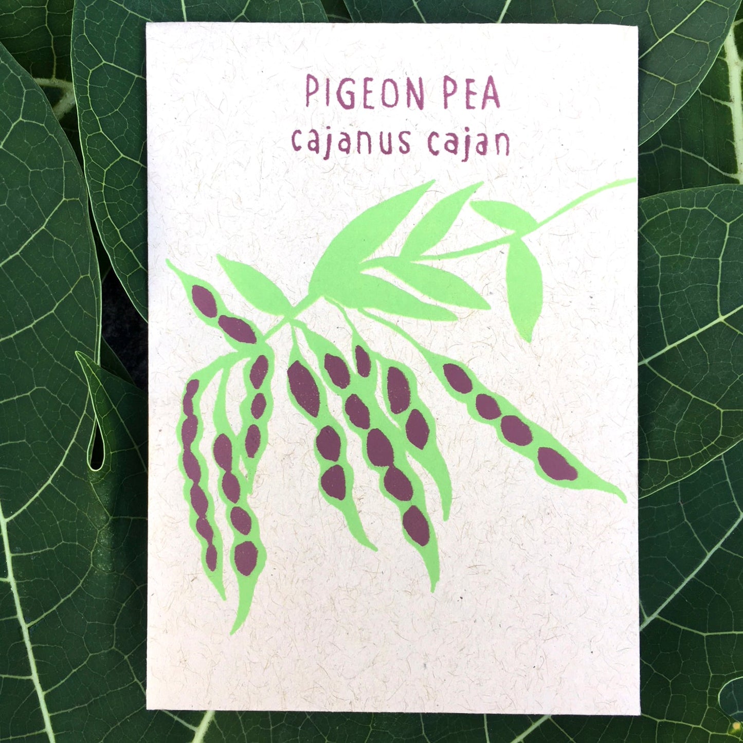 Pigeon Pea (cajanus cajan) 30 seeds