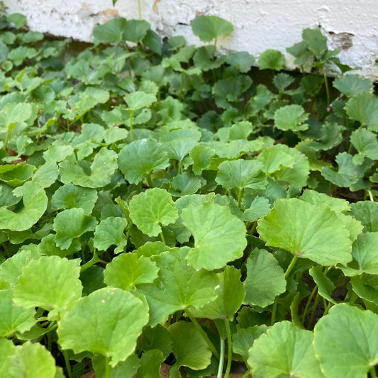 Gotu Kola