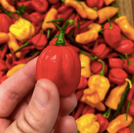 Aji Dulce Pepper