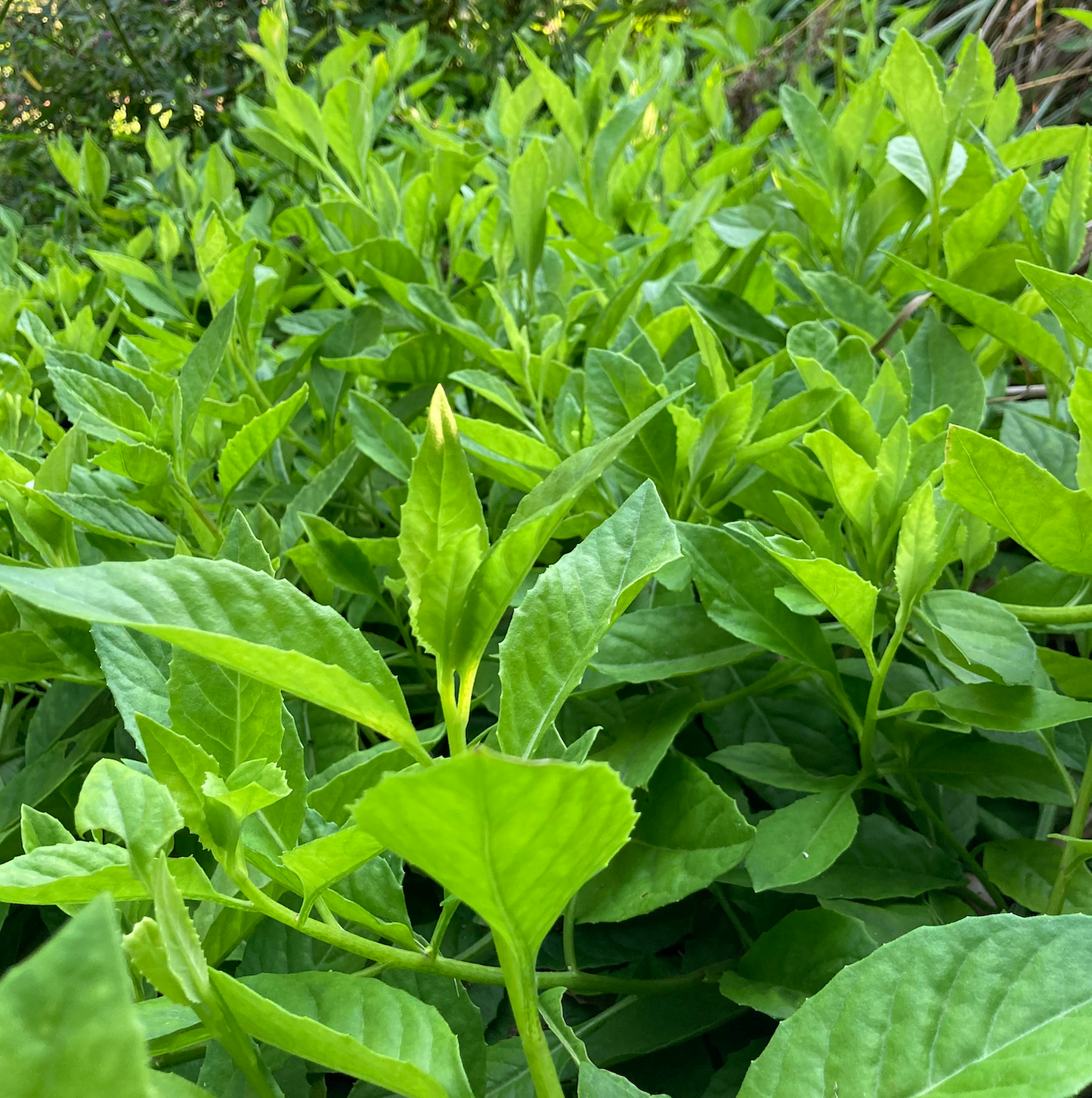 Longevity Spinach