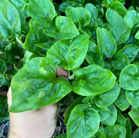 Sissoo Spinach
