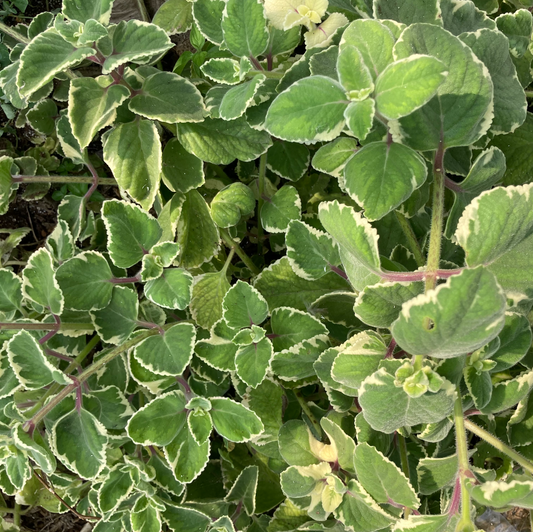 Cuban Oregano