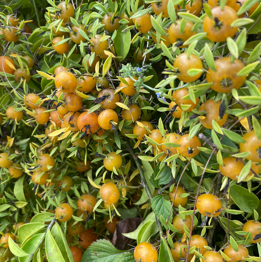 Barbados Gooseberry Cactus