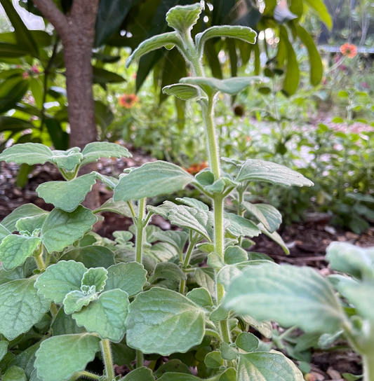 Vicks Plant