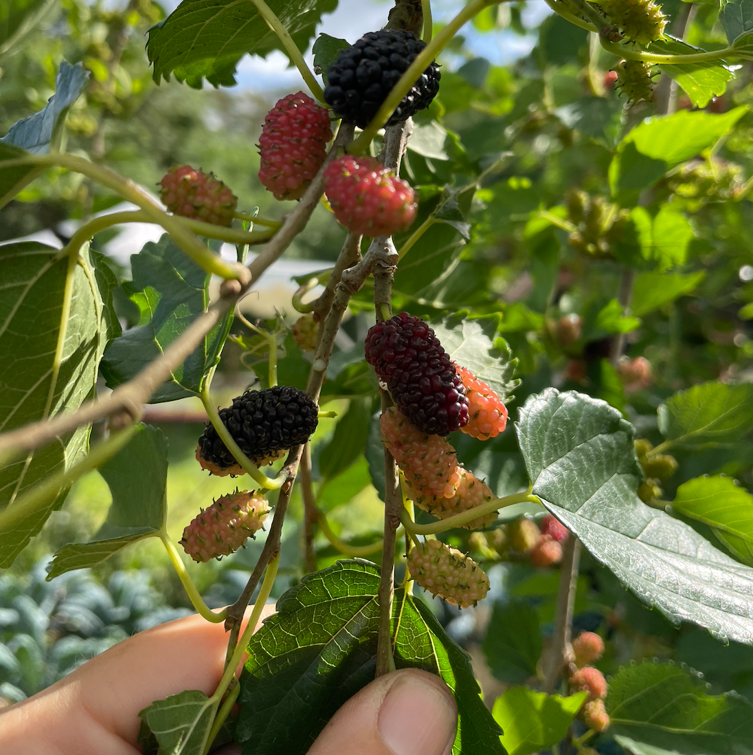 Dwarf Everbearing Mulberry Tree
