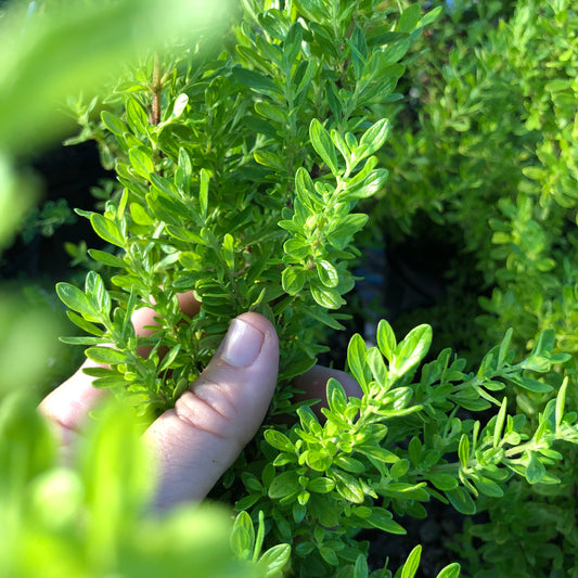 Costa Rican Mint
