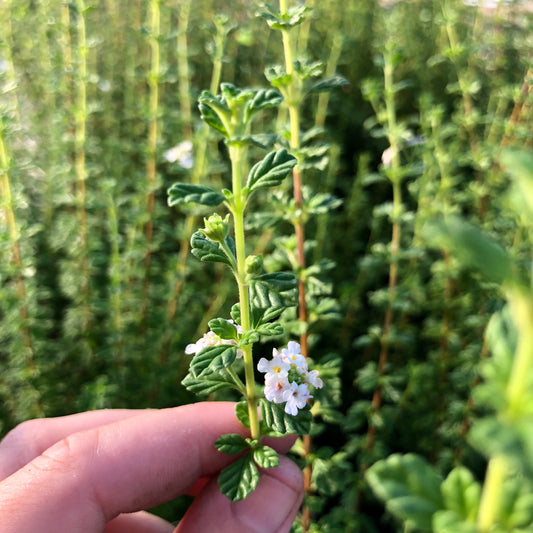 Dominican Oregano