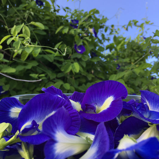Clitoria peavine flower