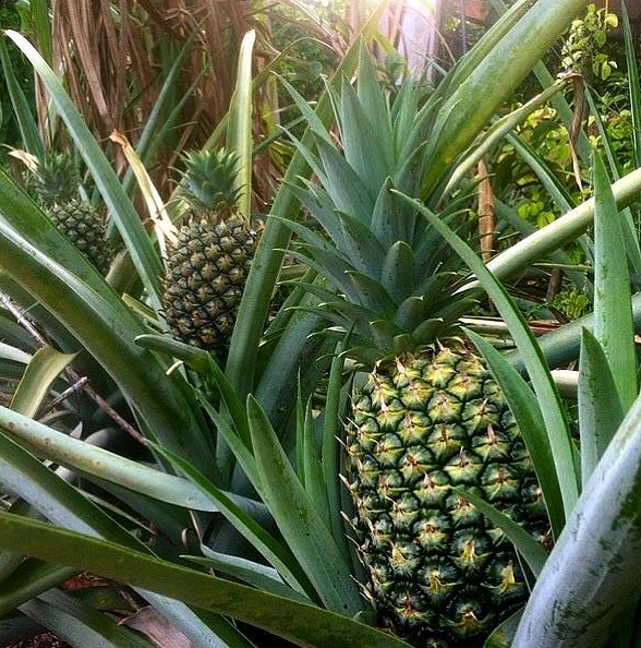 Florida Special Pineapple Live Plant - Ananas Comosus - Wellspring Gardens Starter Plant, Size: 3-8” Tall, Beige